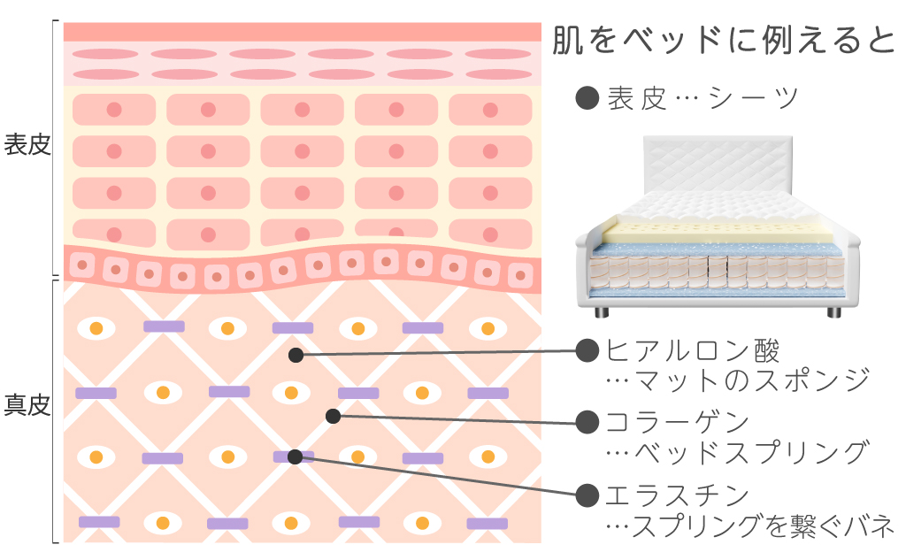 ベッドに例えた皮膚の層と役割