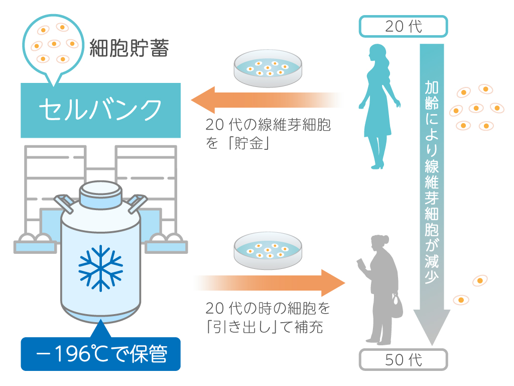 真皮線維芽細胞療法の作用機序