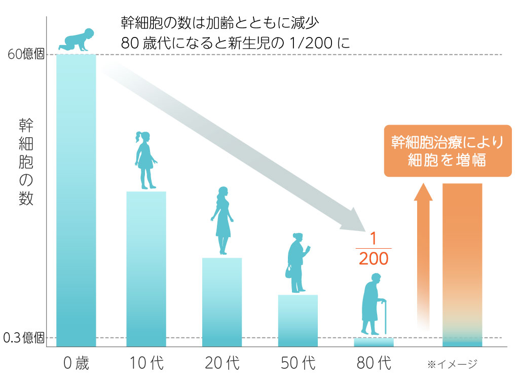 幹細胞の加齢による減少グラフ