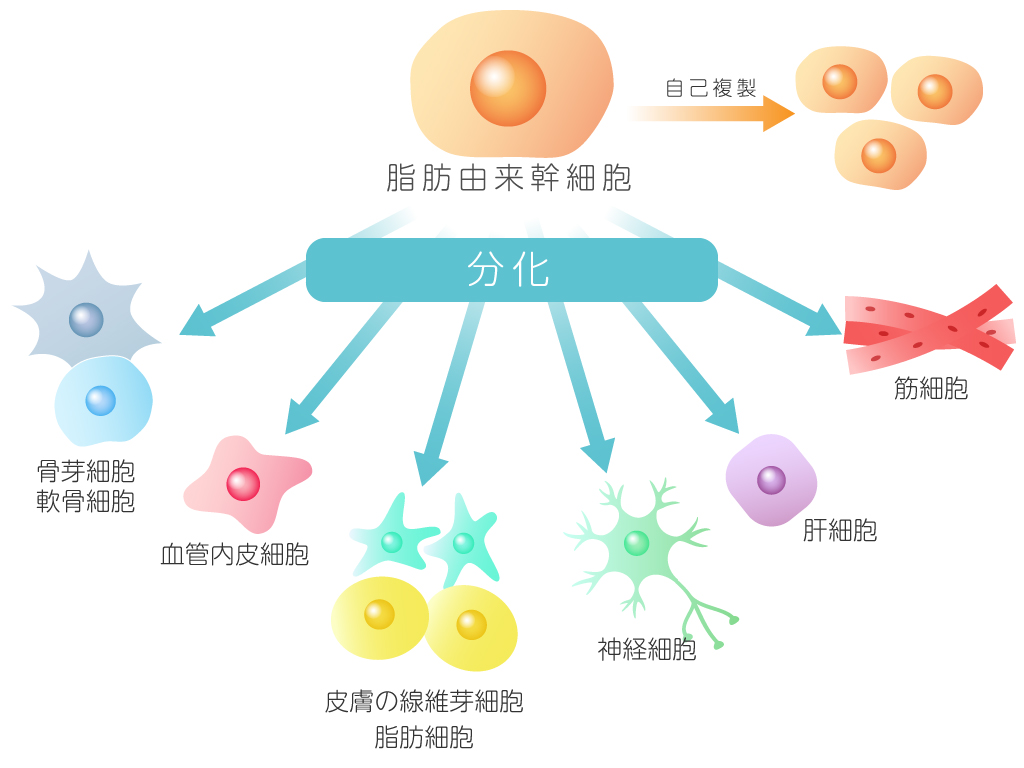 幹細胞の分化