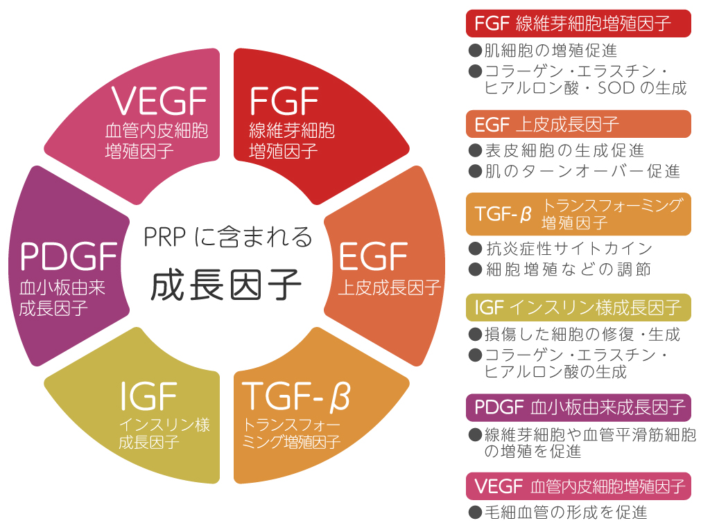 成長因子の種類と作用